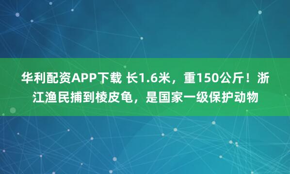 华利配资APP下载 长1.6米,重150公斤!浙江渔民捕到棱皮龟,是国家一级保护动物