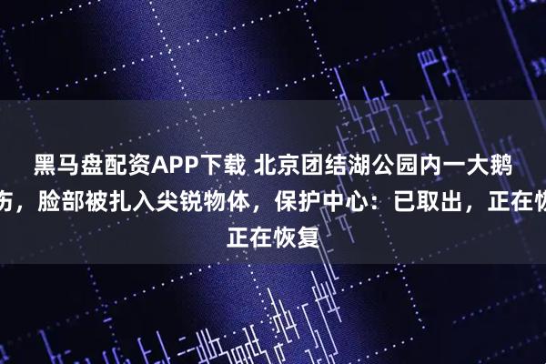 黑马盘配资APP下载 北京团结湖公园内一大鹅受伤，脸部被扎入尖锐物体，保护中心：已取出，正在恢复